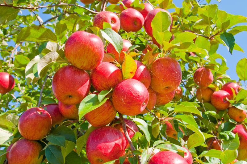 Apple Tree Planting