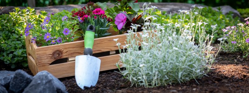 Boxwood Planting