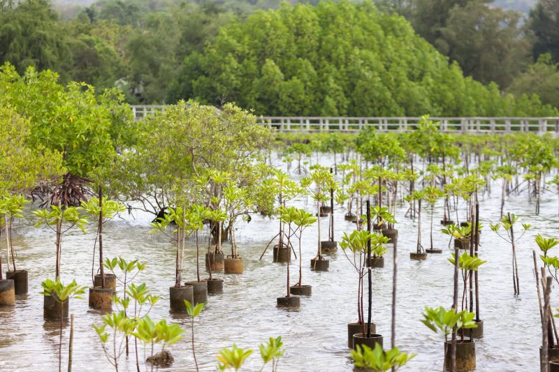 Bush Planting Service