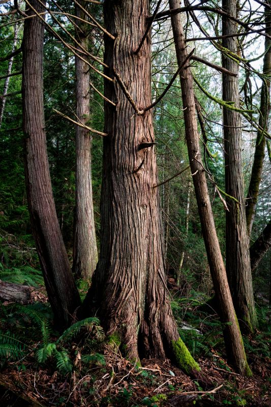 Cedar Bark Delivery