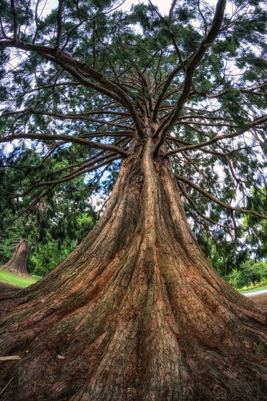 Cedar Bark Delivery