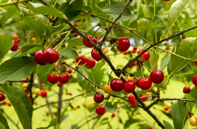 Cherry Tree Planting