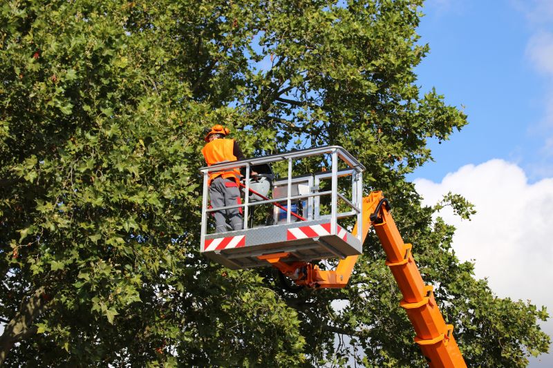 Cherry Tree Planting