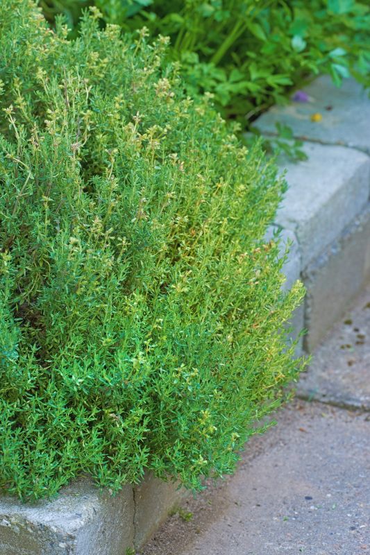 Curbing Service