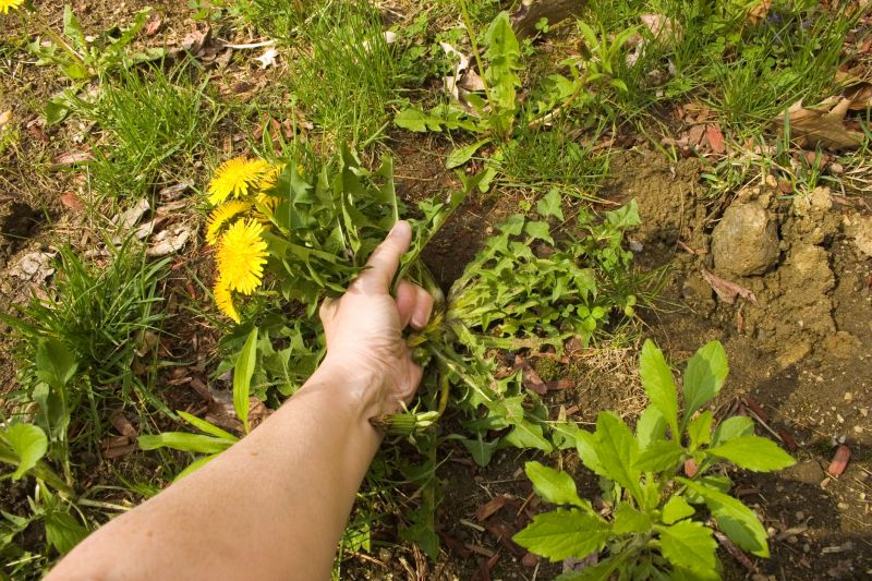 Flower Garden Weeding