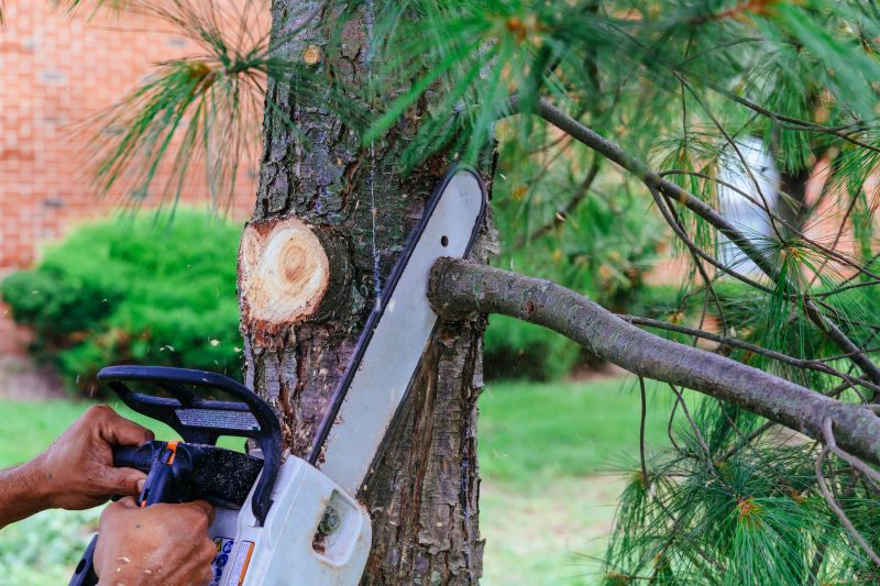 Arborist Pruning detail