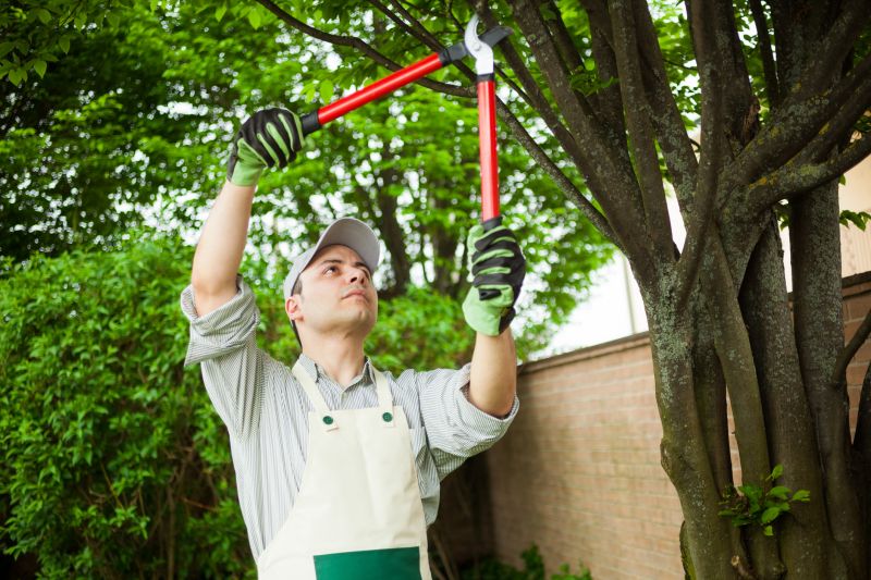 Arborist Pruning detail