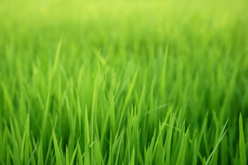 Grass Repair detail
