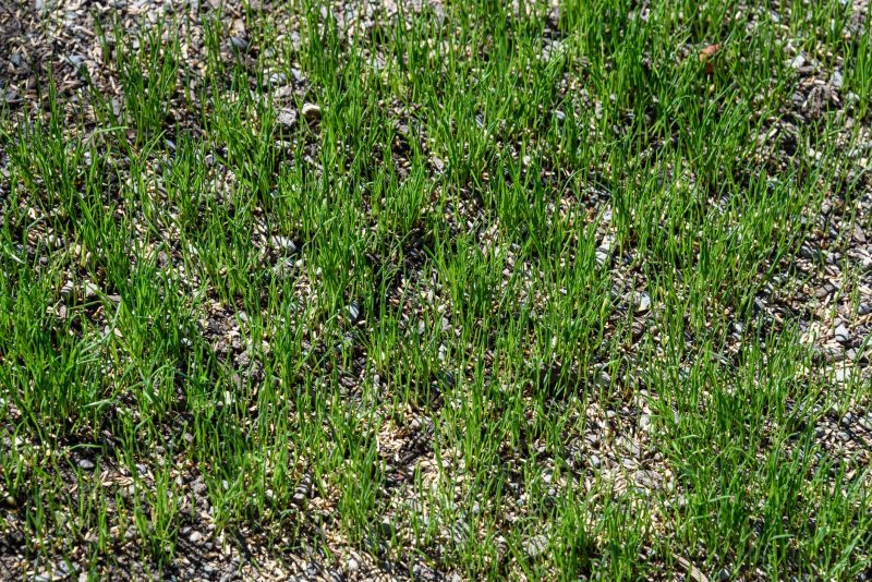 Grass Repair detail