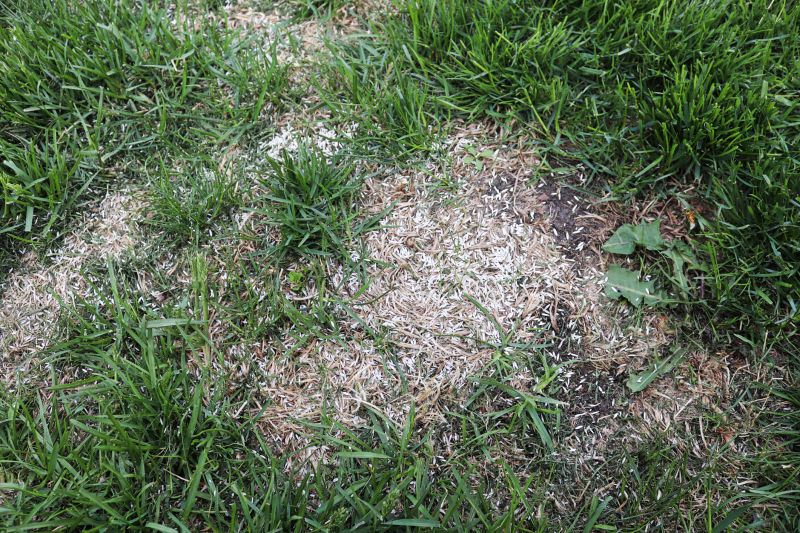 Grass Repair detail