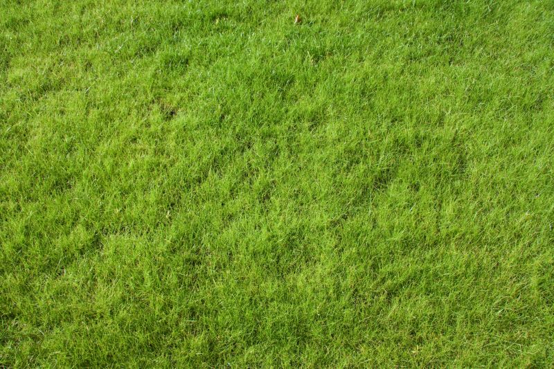 Lawn Erosion Repair detail