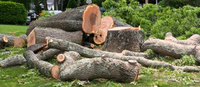 Tree Installation Service detail