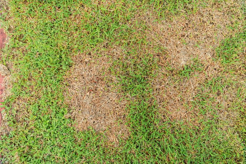 Grass Patching