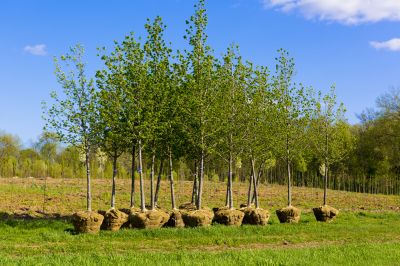 Greenery Planting
