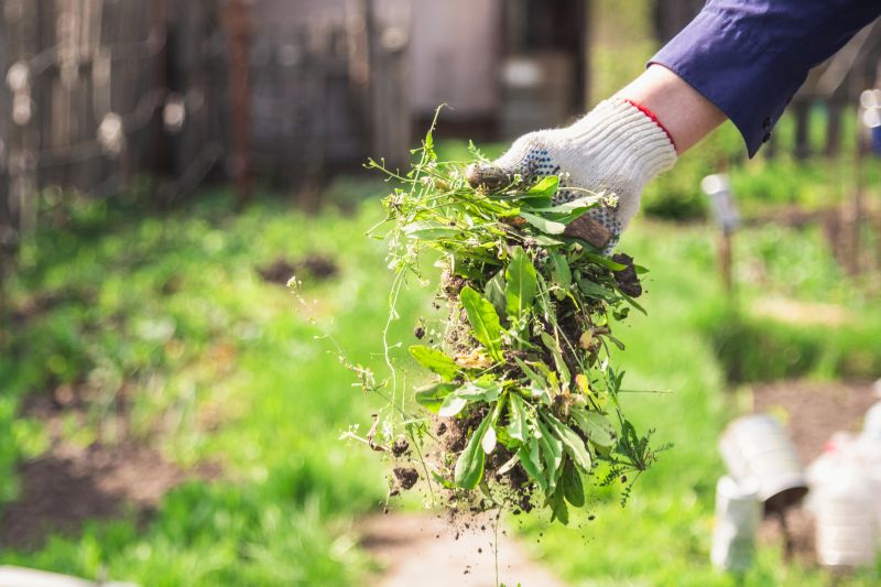 Ground Cover Planting