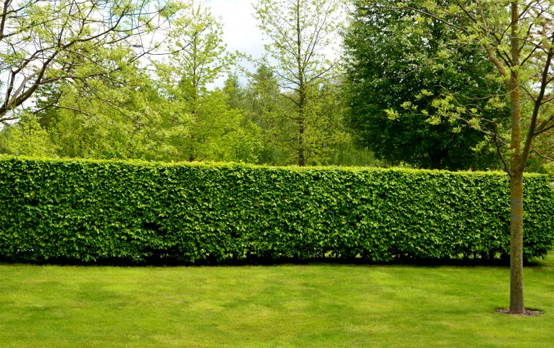 Hedge Planting