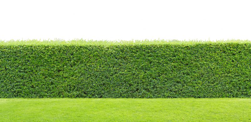 Hedge Planting