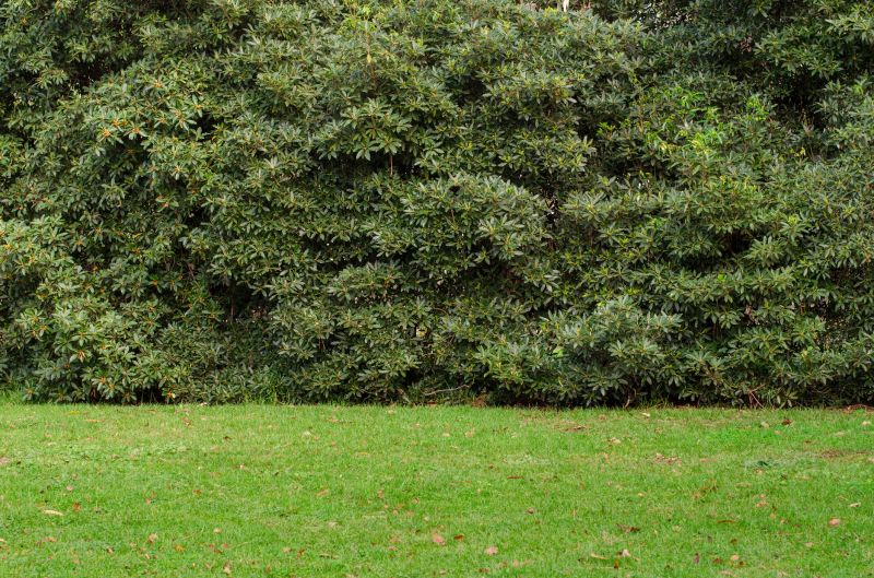 Hedge Planting