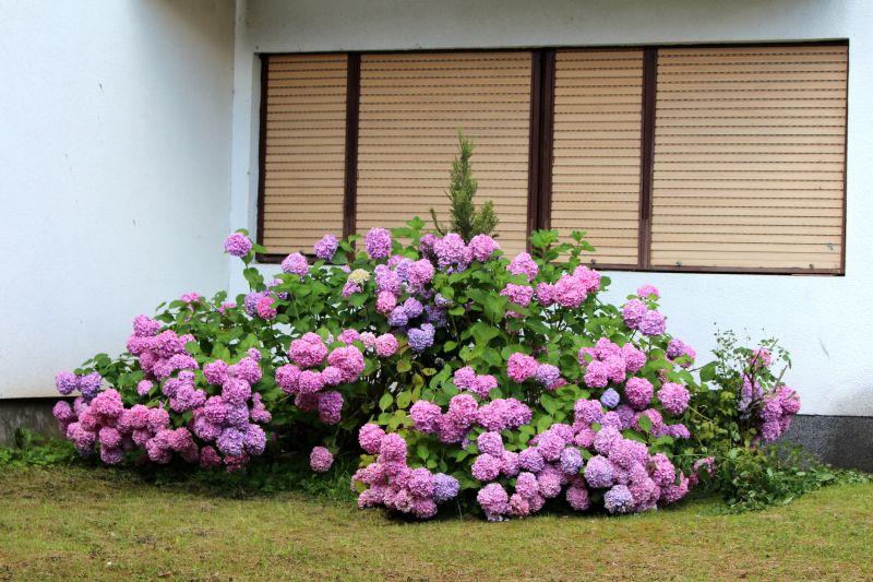 Hydrangea Planting