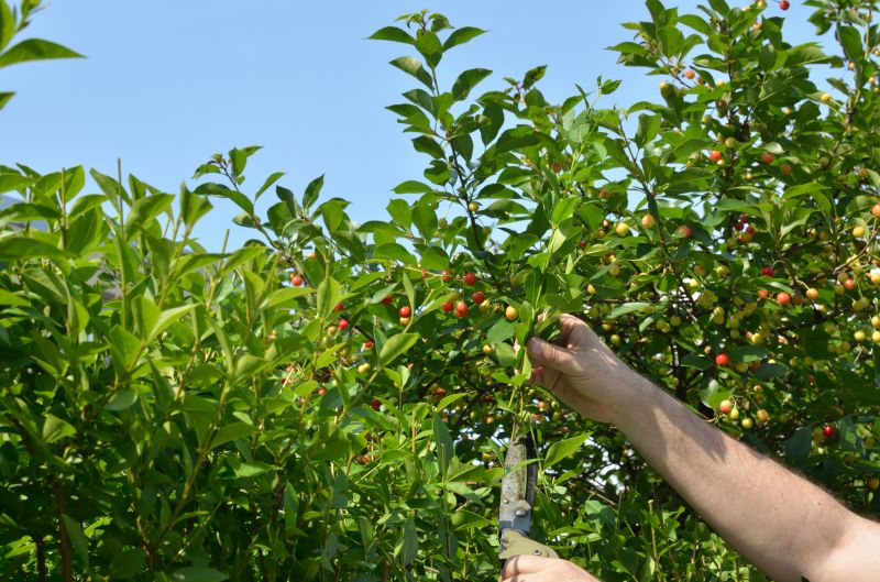 Japanese Cherry Tree Planting
