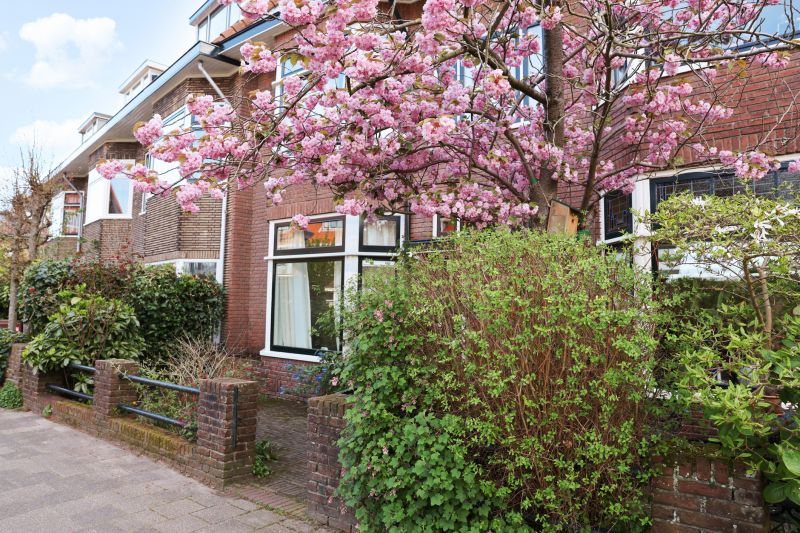 Japanese Cherry Tree Planting