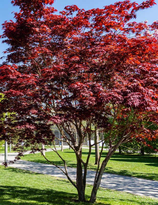 Japanese Cherry Tree Planting
