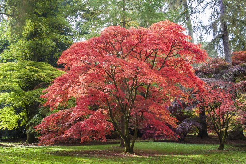 Japanese Cherry Tree Planting