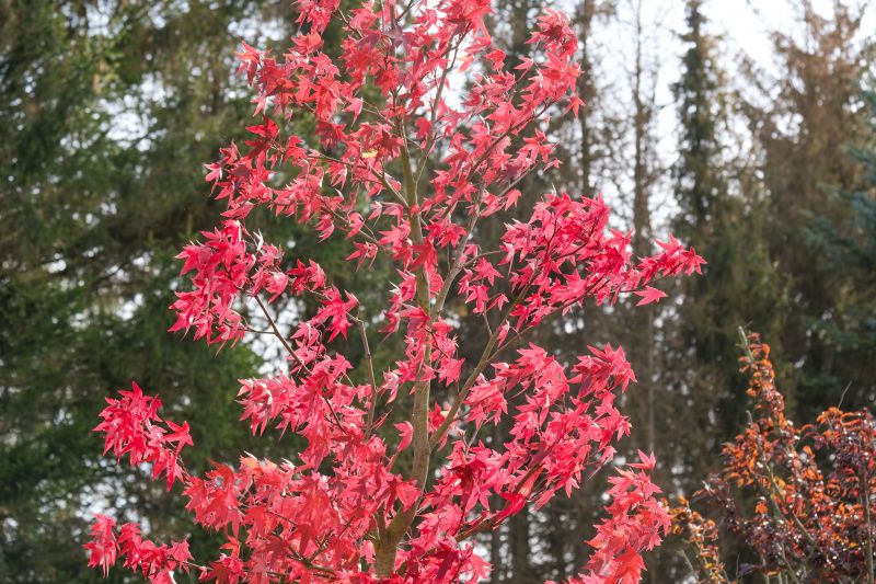 Japanese Maple Planting