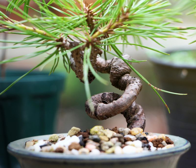 Japanese Maple Planting