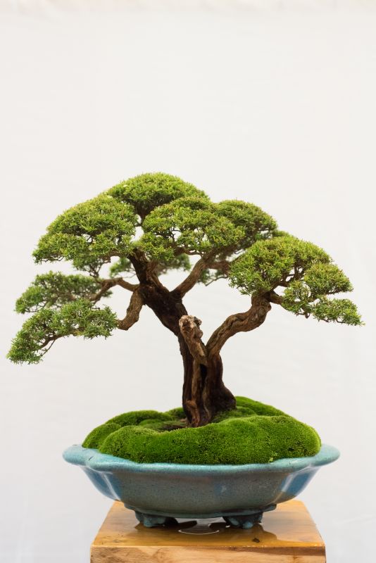 Japanese Maple Planting