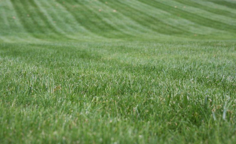 Lawn Edging Service