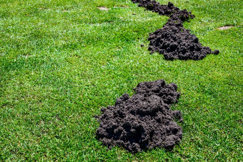 Lawn Erosion Repair