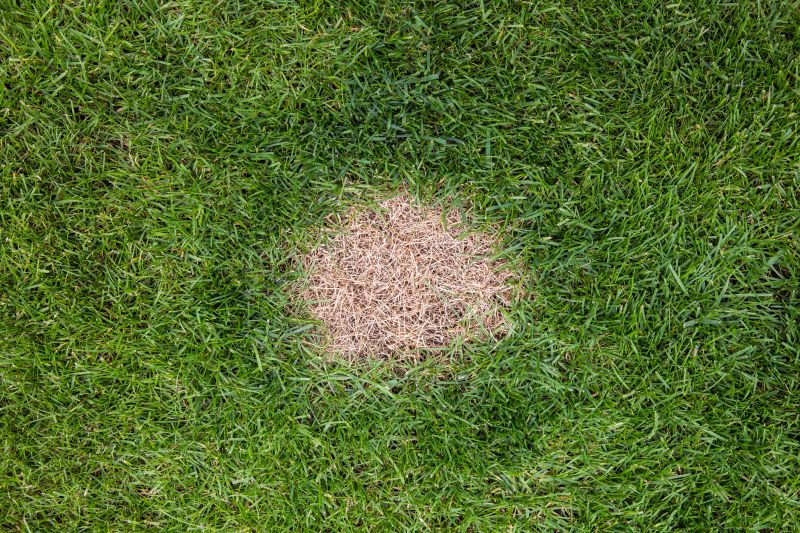 Lawn Patching