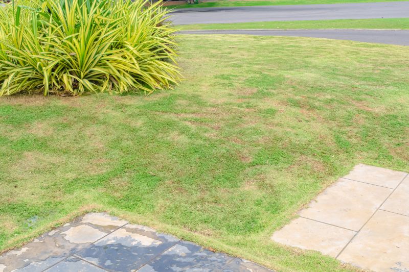 Lawn Patching