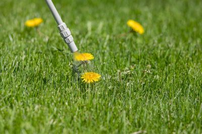 Lawn Weeding