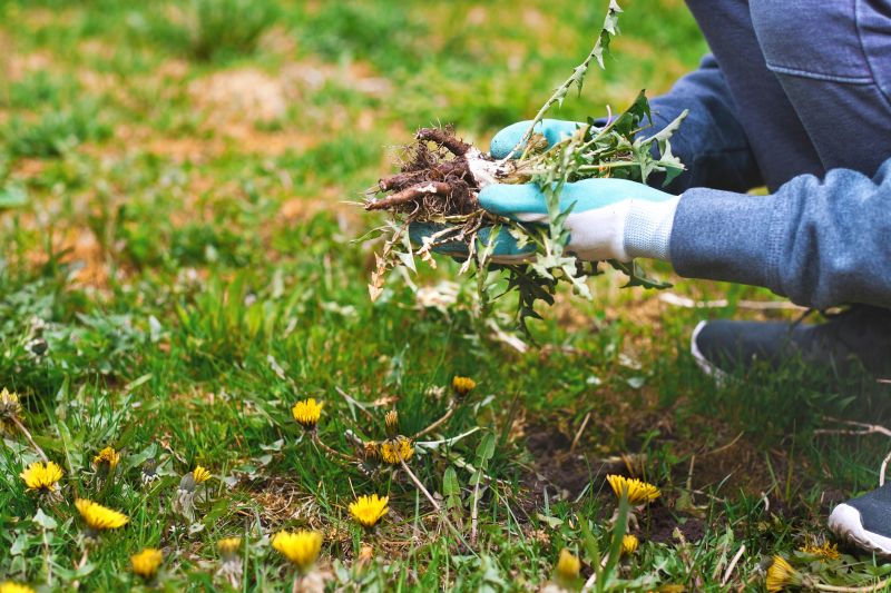 Lawn Weeding