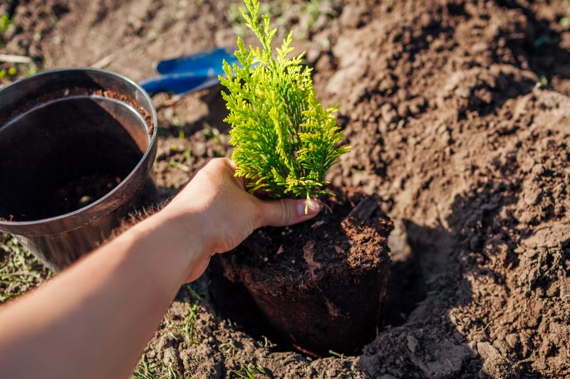 Magnolia Tree Planting