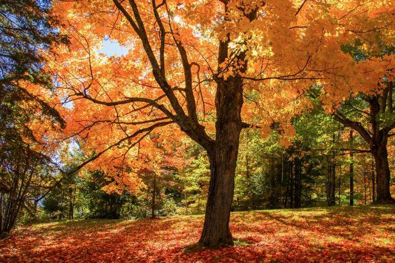 Maple Tree Planting