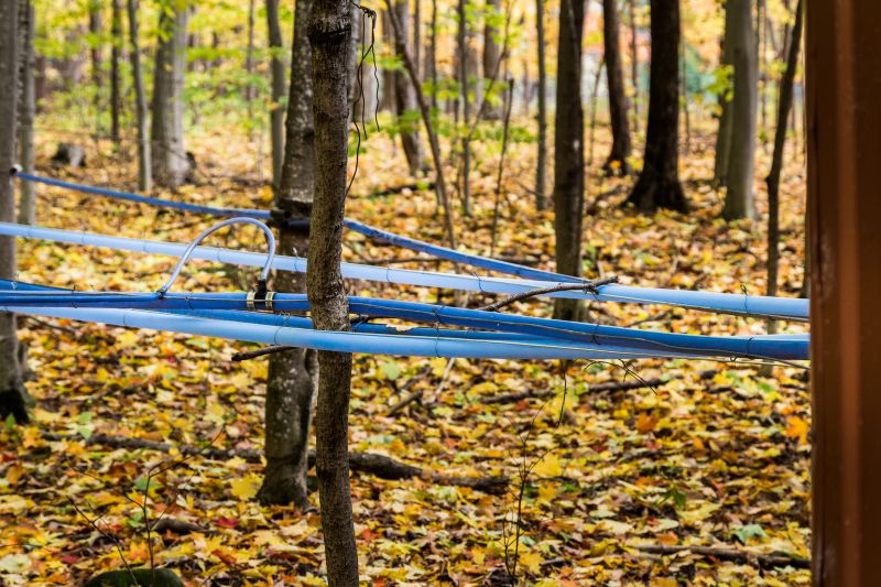 Maple Tree Planting