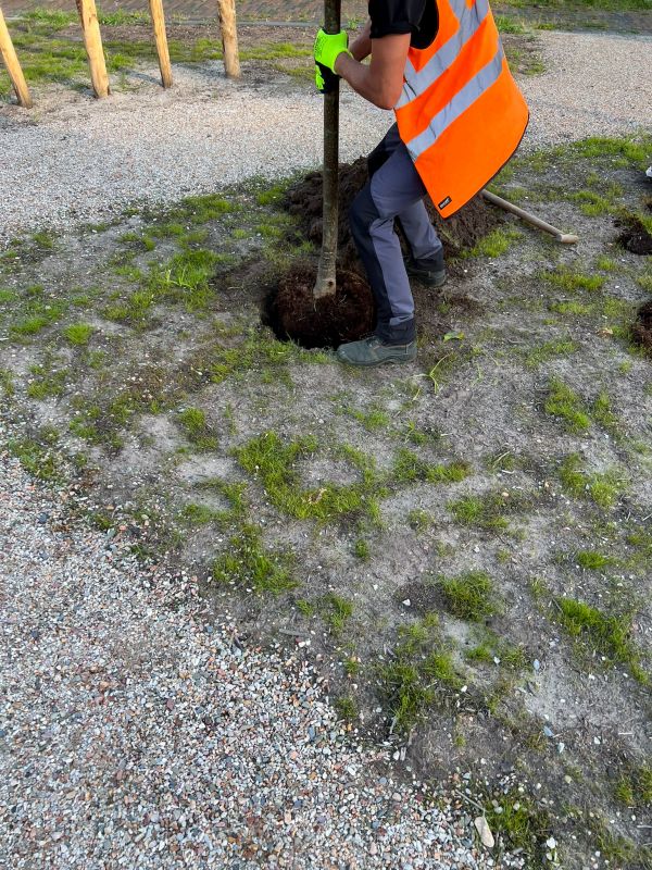 Oak Tree Planting