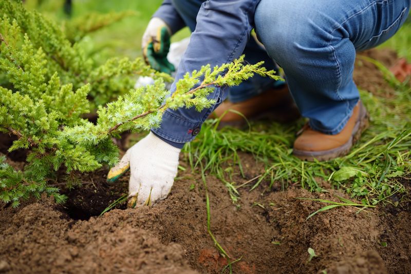 Oak Tree Planting