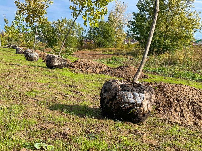 Orchard Planting