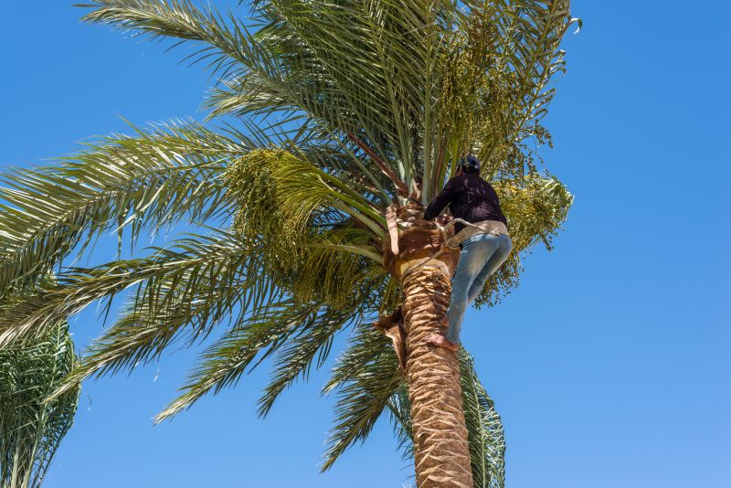 Palm Tree Planting