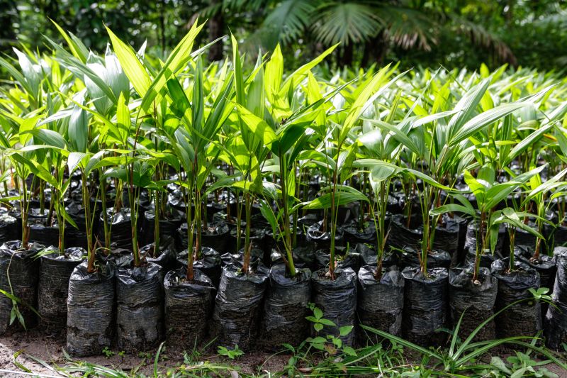 Palm Tree Planting