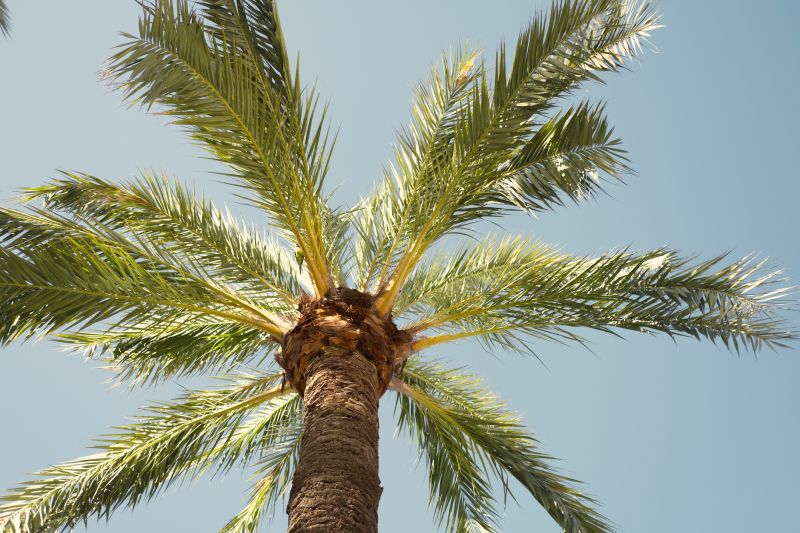 Palm Tree Planting