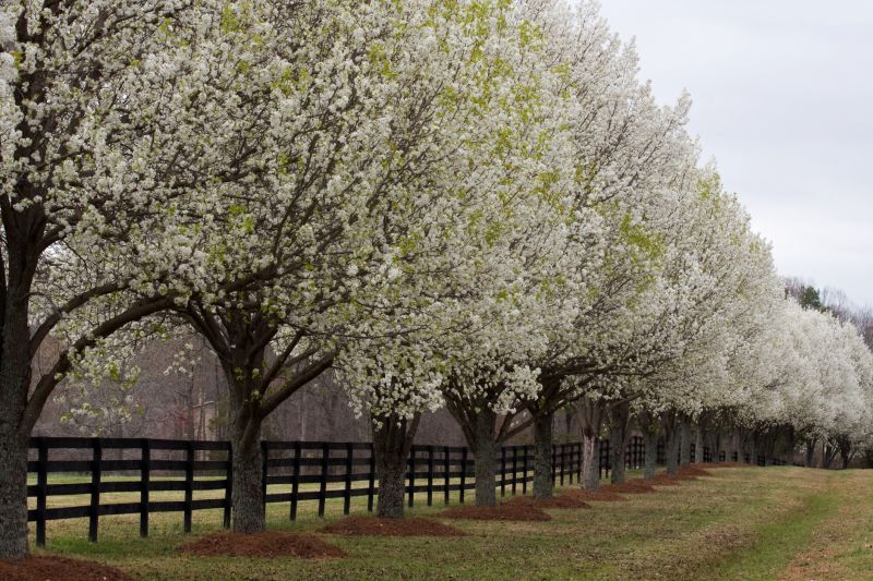 Pear Tree Planting