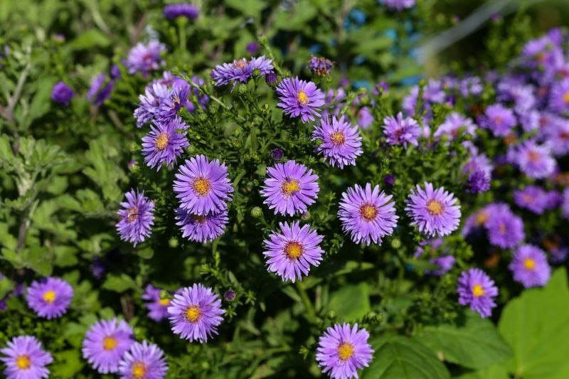 Perennial Flower Planting