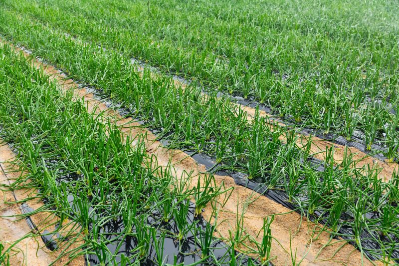 Perennials Planting