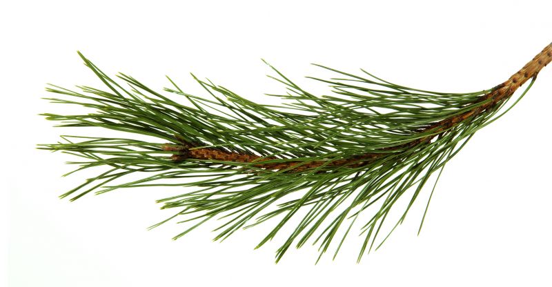 Pine Bark Installation