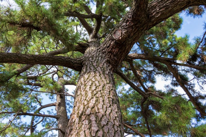 Pine Bark Installation
